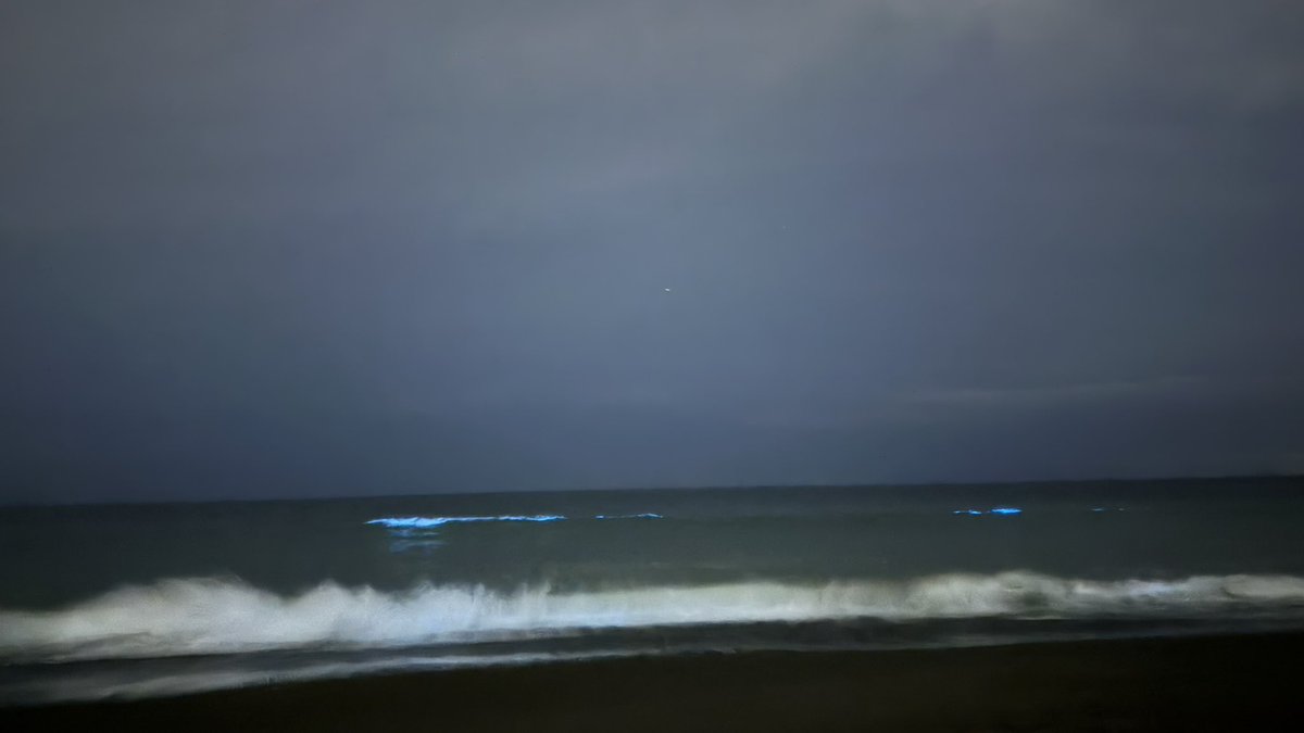 06_yudu's tweet photo. えっ季節外れの夜光虫出てる、今日。うちだけ？っぽい？ https://t.co/SY6std7s8b