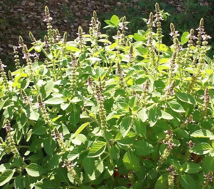 safonyameherbal's tweet photo. Once a while, boil the fresh leaves of sweet basil and drink 60mls twice daily for a week, it boosts your immune system against viral infections such as HIV as research confirms it inhibits HIV replication by 90%❤️🍀 https://t.co/hUNm9yCdbb