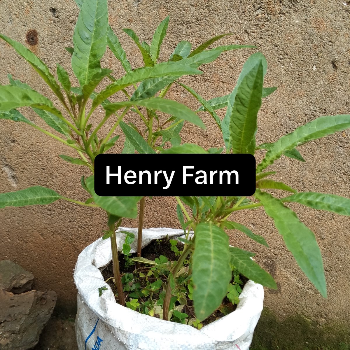 Covenantpuw's tweet photo. Farmers always have a great solution through generating possible solutions, make your home garden vegetables with sack's
#SoilLess #FarmPower
#WeForChange https://t.co/CIRJx0gSK4