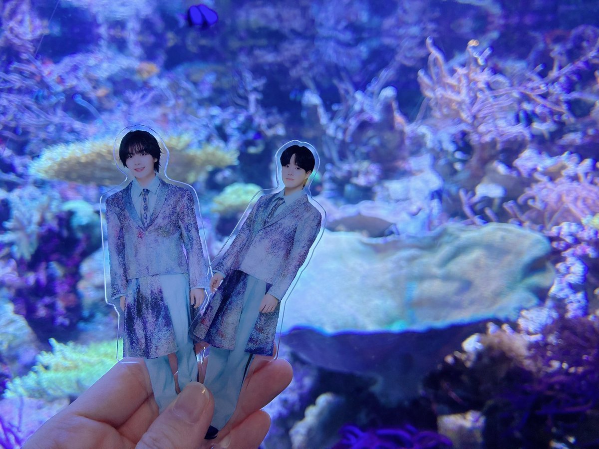 oritu426's tweet photo. 優我くんと水族館デートしました🩵
花ちゃんもこんな気持ちだったのかなぁ
なんて考えてドキドキ🤭💓
シャチ = 優我くんになっちゃって
自分へのお土産もシャチ🫍🤍

私のかずりゅちぇも水族館デビュー✨
久しぶりの水族館癒された☺️🌸

#推し活　#水族館デート https://t.co/sCIBVarwEY