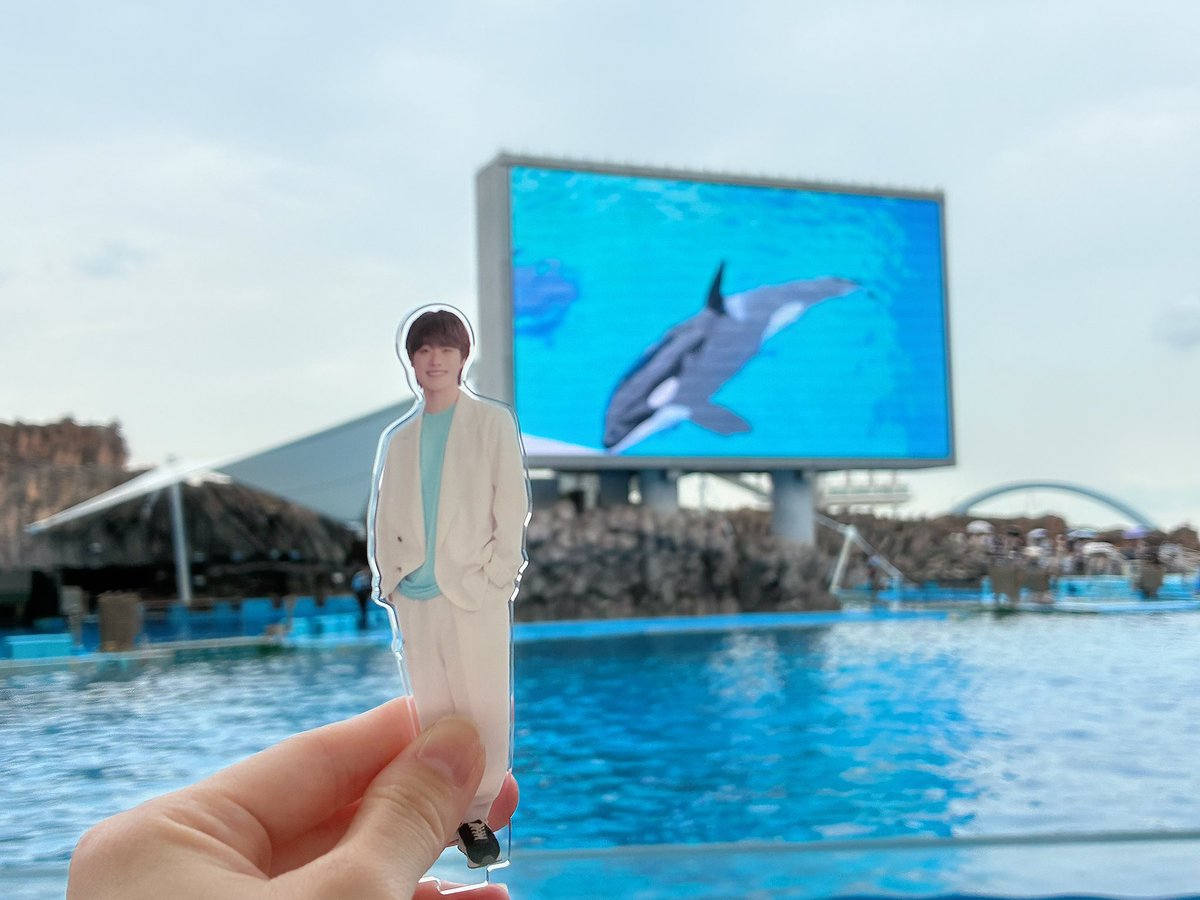 oritu426's tweet photo. 優我くんと水族館デートしました🩵
花ちゃんもこんな気持ちだったのかなぁ
なんて考えてドキドキ🤭💓
シャチ = 優我くんになっちゃって
自分へのお土産もシャチ🫍🤍

私のかずりゅちぇも水族館デビュー✨
久しぶりの水族館癒された☺️🌸

#推し活　#水族館デート https://t.co/sCIBVarwEY