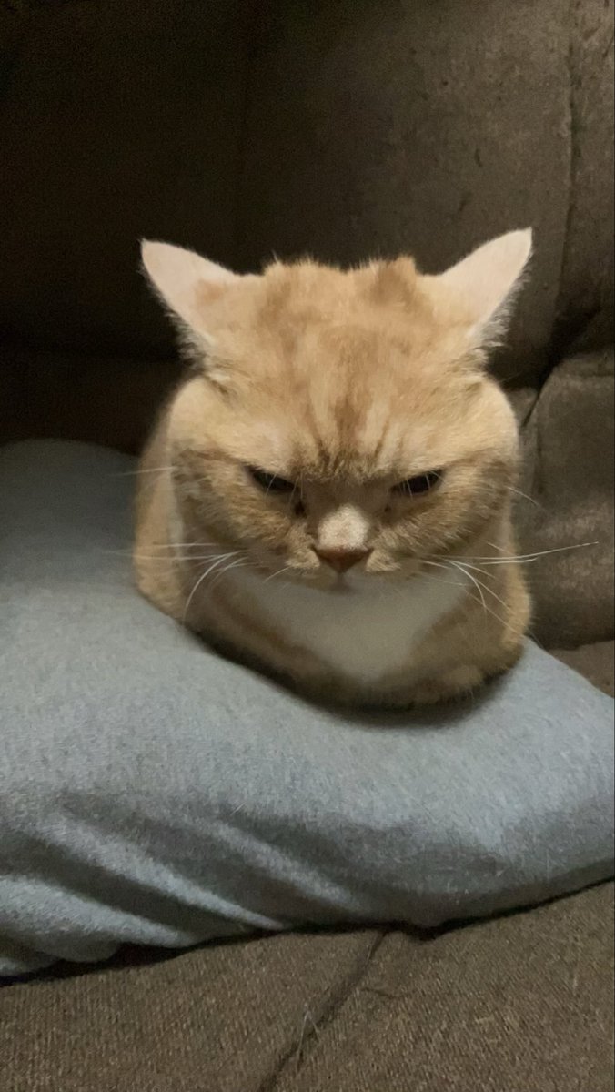 ANANotintin's tweet photo. 迷子になってしまいました見かけた方DMください #猫 #迷子猫 #埼玉県富士見市鶴馬 https://t.co/Ev94CG9Q7N