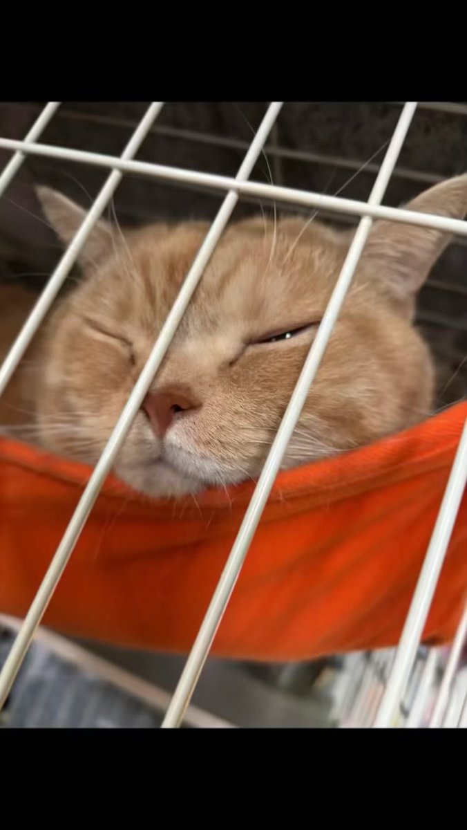 ANANotintin's tweet photo. 迷子になってしまいました見かけた方DMください #猫 #迷子猫 #埼玉県富士見市鶴馬 https://t.co/Ev94CG9Q7N