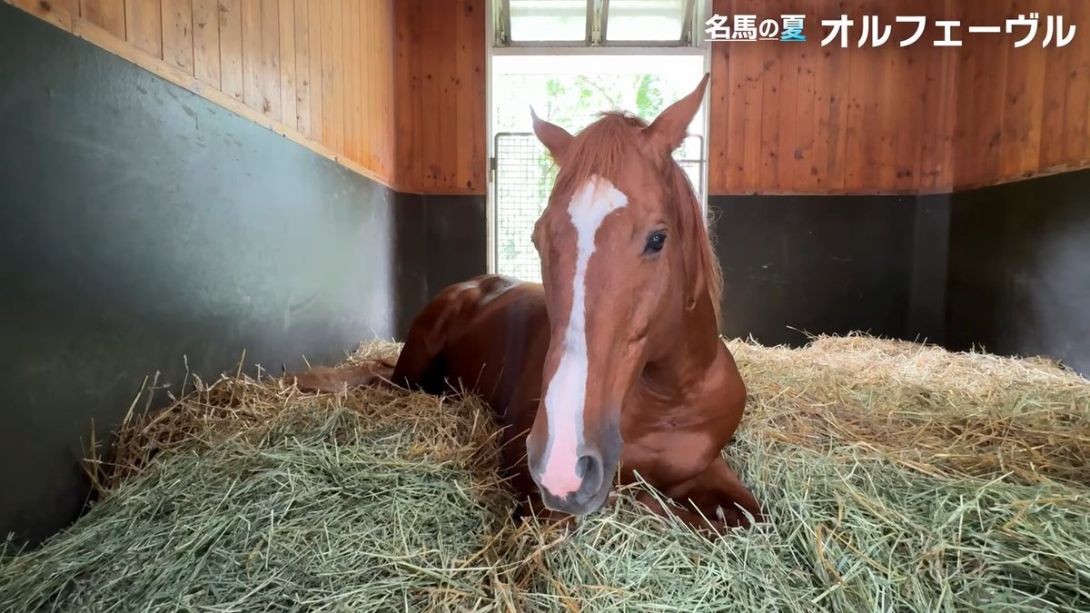 07Cause44860's tweet photo. Orfevre.

His summer.
https://t.co/UC5n1tw59I https://t.co/rxzkqm3sBF