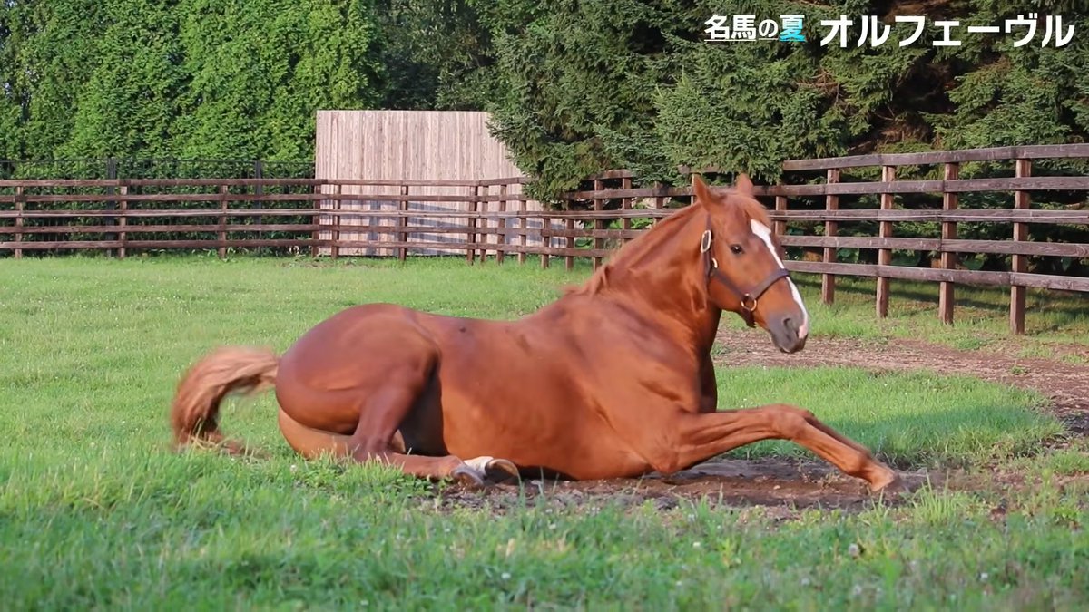 07Cause44860's tweet photo. Orfevre.

His summer.
https://t.co/UC5n1tw59I https://t.co/rxzkqm3sBF