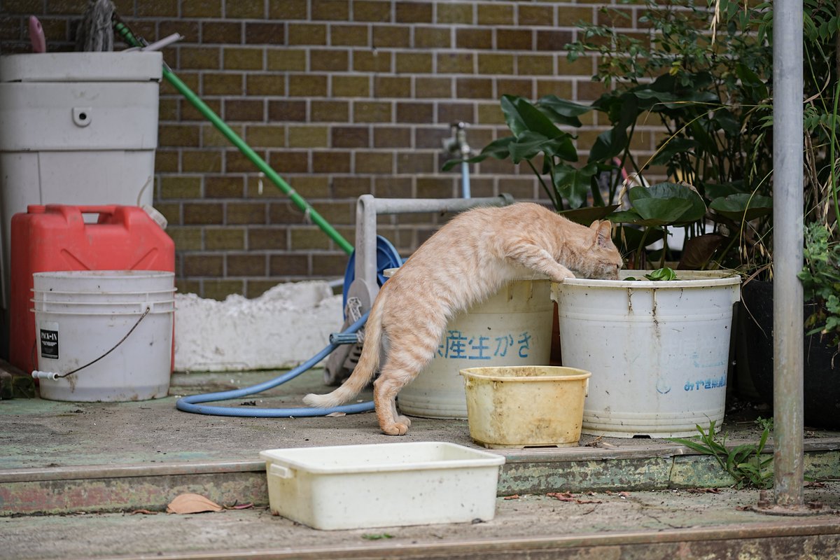_keisuke_ke's tweet photo. 水分補給
#田代島
#猫
#写真
#photo
#Sony
#α7IV https://t.co/ptbLWz5bzy