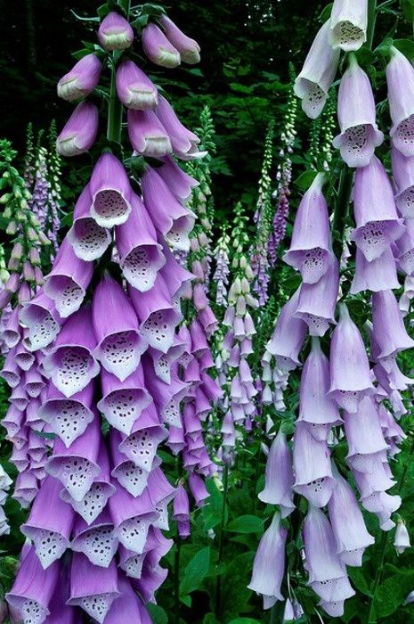 FlowerDiary214's tweet photo. mystery and dreamy vintage elegance 💜

#foxglove #flower #diary https://t.co/5fqCFGfrTD