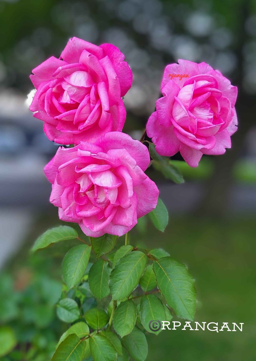 peREMnial's tweet photo. Soaking up that bright September light. ✨️

#RoseWednesday 
#MyGarden
#gardening
#flowers 
#pinkroses
#flowerphotography
#morningsun
📸Sept. 1, 2026 https://t.co/MAre6g0u66