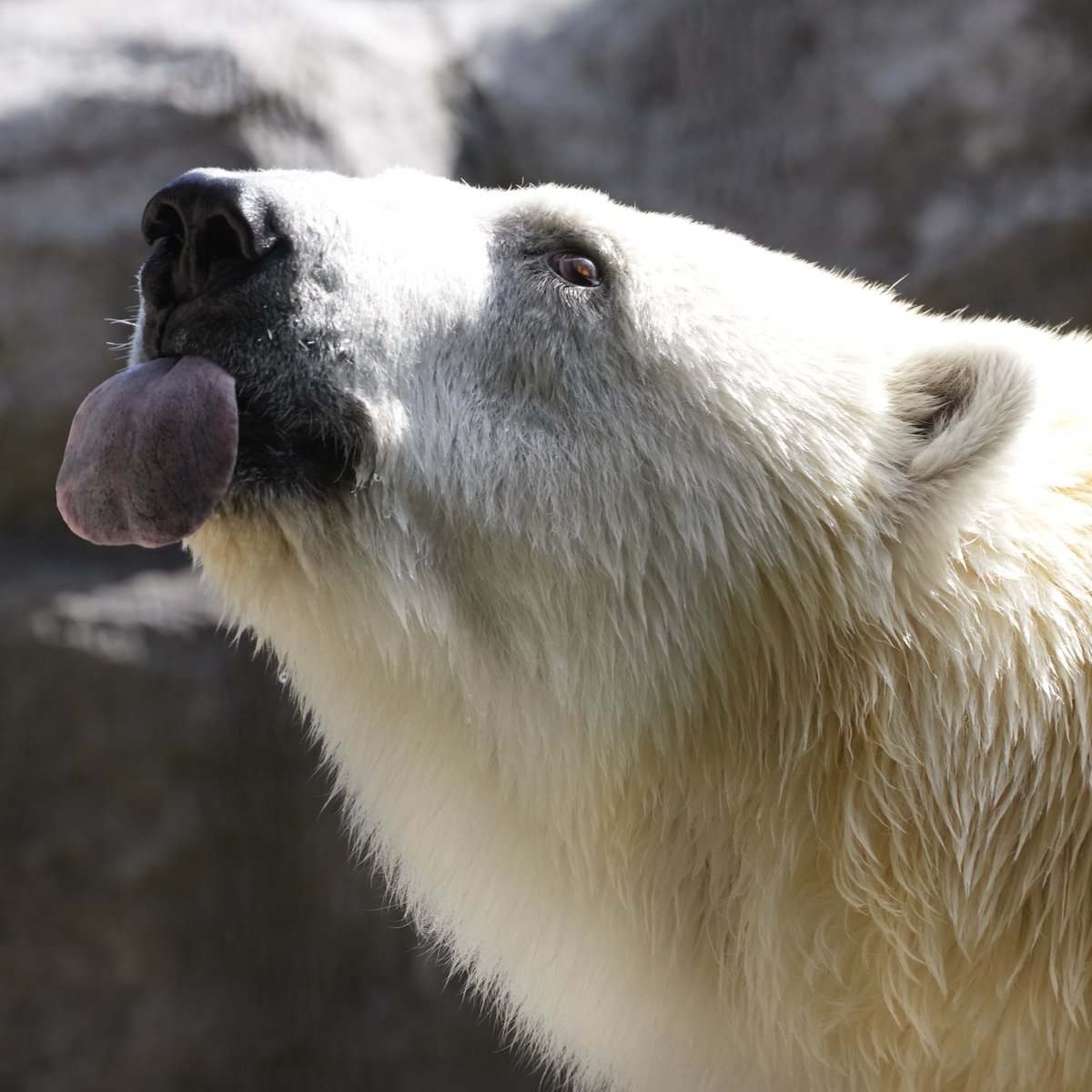 A_GOT's tweet photo. 琥珀の瞳

ペロっ！

2026.8.21 撮影

#円山動物園
#ピリカ
#ホッキョクグマ https://t.co/uQtEJWm8Bz