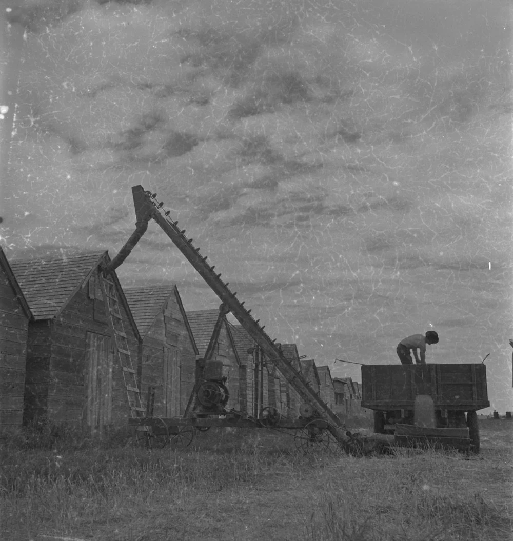 A man operating grain-loading equipment