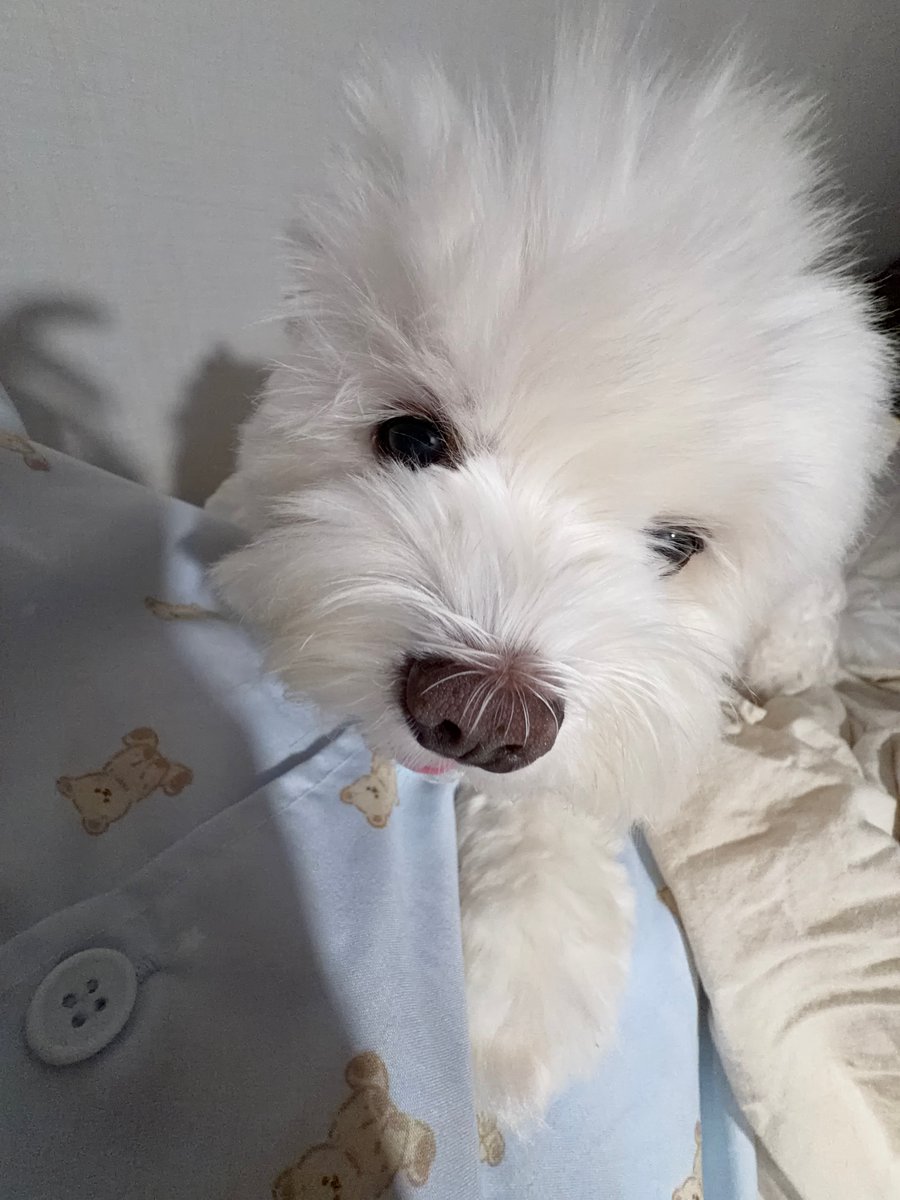 hlhmghlhmg's tweet photo. 사과편지
내가 밥 듀번먹엇는데도 또 달라고 화내고짜증내서사과해요 화해해요 https://t.co/0kEmRdepPY