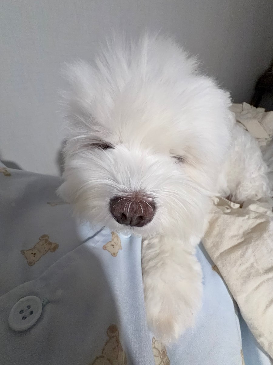 hlhmghlhmg's tweet photo. 사과편지
내가 밥 듀번먹엇는데도 또 달라고 화내고짜증내서사과해요 화해해요 https://t.co/0kEmRdepPY