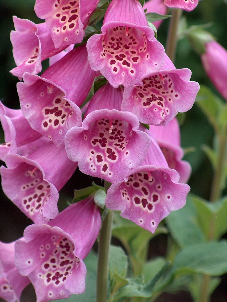FlowerDiary214's tweet photo. Enchanting fairy-tale shades of soft pastel pink 🌸

#foxglove #flower #diary https://t.co/py211QxqkS