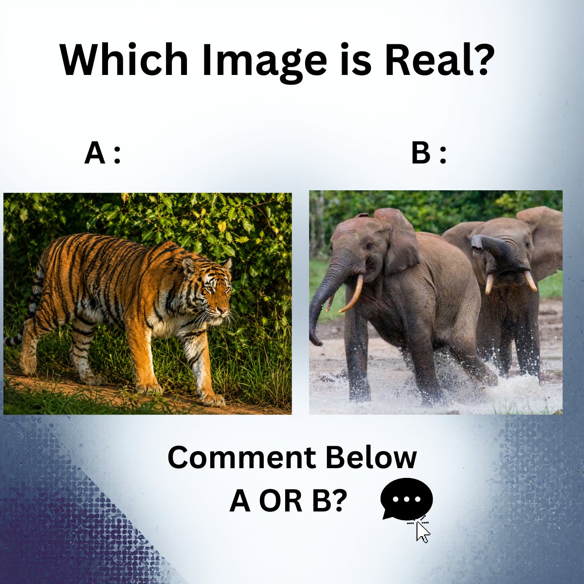 vastavik_org's tweet photo. Which Image Is Real? 🤔
Take a look at these two images.
🐅 A: Tiger in the forest
 🐘 B: Elephants in the wild
Can you tell which one is real-- and which one is AI-generated?

👇 Comment below: A or B?
 Which image do you think is real?
#AI #Deepfakes #DigitalTrust #ContentAuthenticity #AIImages #MediaVerification #Vastavik #Journalist #Photographers #ContentCreators #NewsChannel #Publishers #EditorialTeam #AITools #AIInnovation