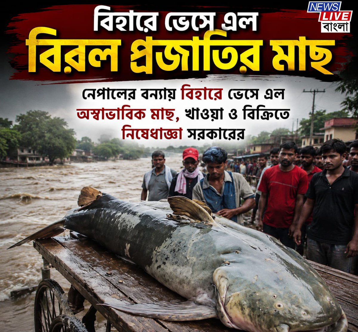 NewsliveBamgla's tweet photo. #NepalFlood #Bihar #BiharNews #FloodNews #UnusualFish #FishAlert #GovernmentWarning #FoodSafety #NepalFloods #IndiaNews #BreakingNews #LatestNews #ViralNews #WeatherUpdate #newslivebangla https://t.co/1a5tdfXZlw