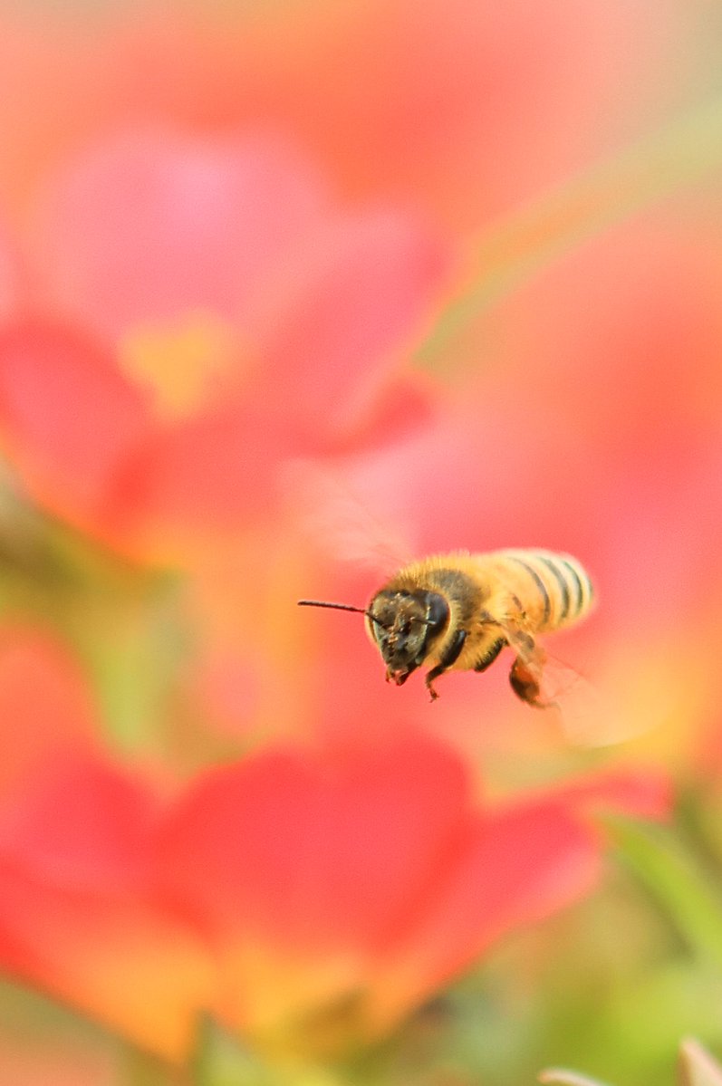 snowandparasa's tweet photo. ポーチェラカとミツバチ🐝 https://t.co/Trj37FZWUb