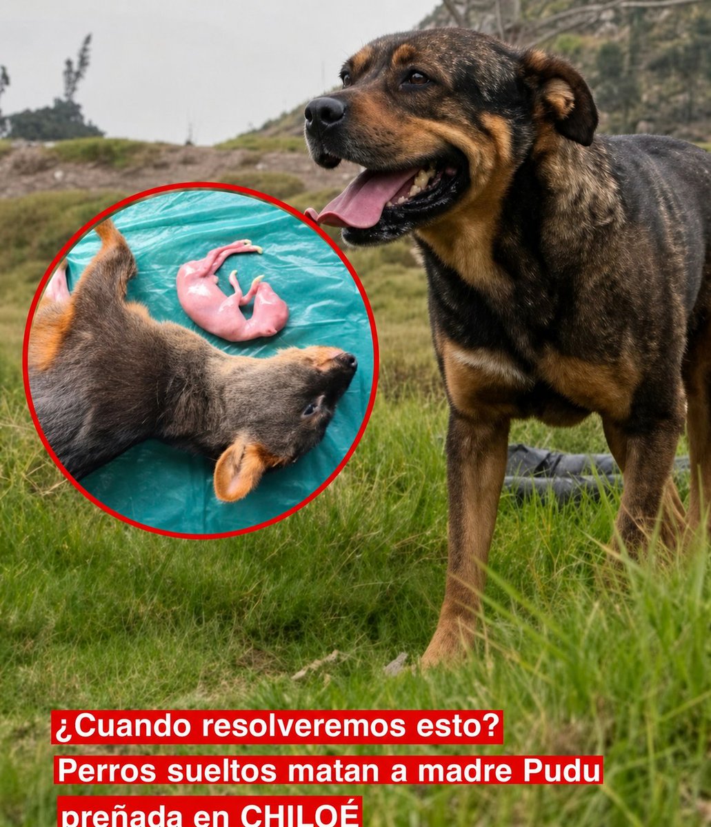 arturorp83's tweet photo. #Urgente

Urge la ley para eliminar perros asilvestrados o NOS quedamos sin Fauna

...

Gracias Presidente Boric y Gael Yeomans

Neme
#Ahora https://t.co/nBRga4kyr5