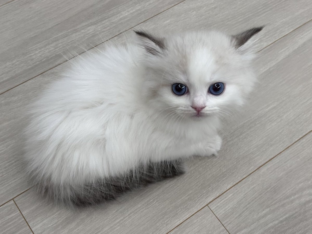 AWASX32's tweet photo. < 고양이 연습생                                      고양이 데뷔조> https://t.co/TL6DdbHh4C