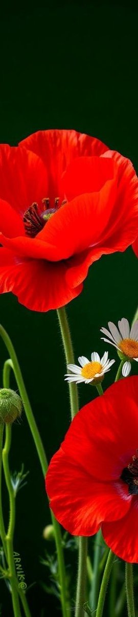 FlowerDiary214's tweet photo. Bold fiery passion and classic striking contrast ❤️

#poppy #flower #diary https://t.co/zym4LdEuFd