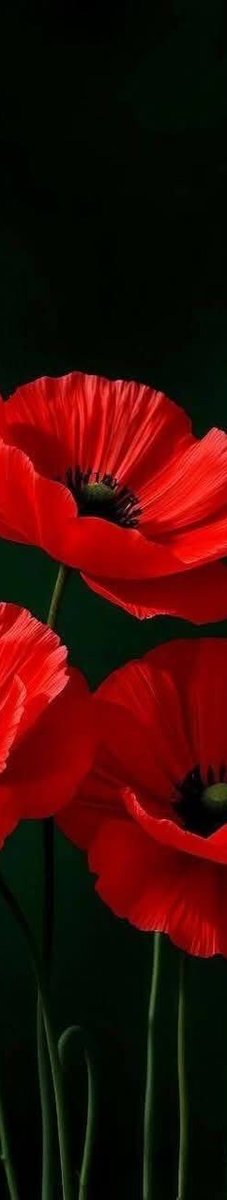 FlowerDiary214's tweet photo. Bold fiery passion and classic striking contrast ❤️

#poppy #flower #diary https://t.co/zym4LdEuFd