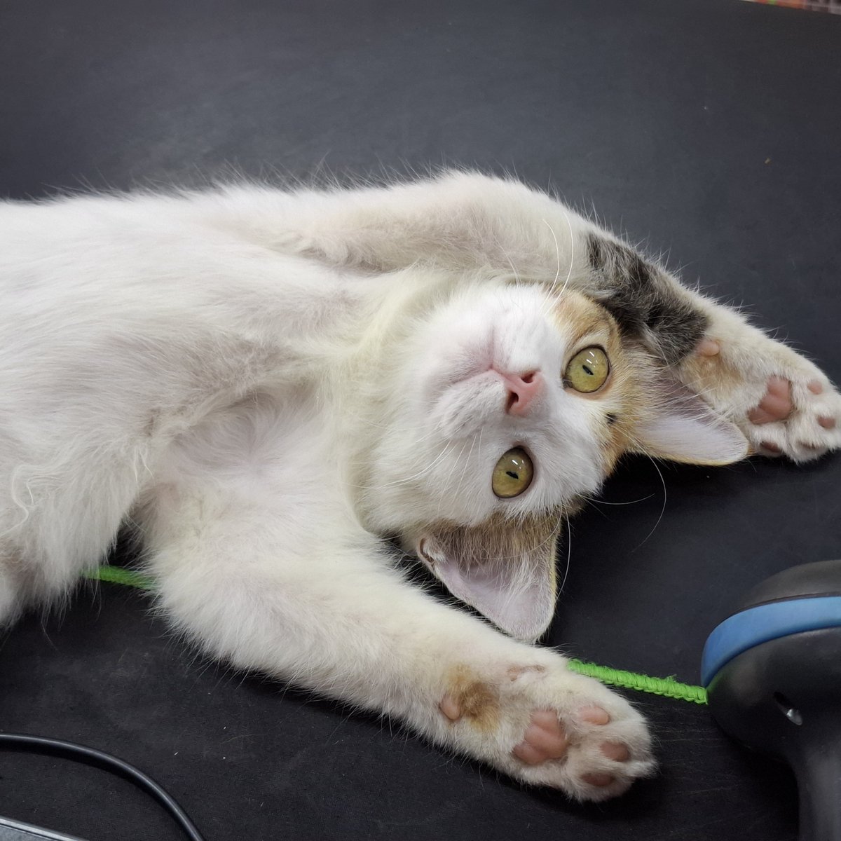 bangtanbobaa's tweet photo. korang tolong doakan kitten ni dpt balik kedai semula.. dia hilang semalam and sampai sekarang tk balik shop.. dia kucing kedai.. i panggil dia maomao.. doakan dia balik please😢 https://t.co/ReUaemajcg