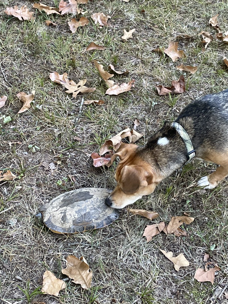 Tektheo's tweet photo. Maisie, the brave turtle dog. https://t.co/G0Y3cUIaJ7