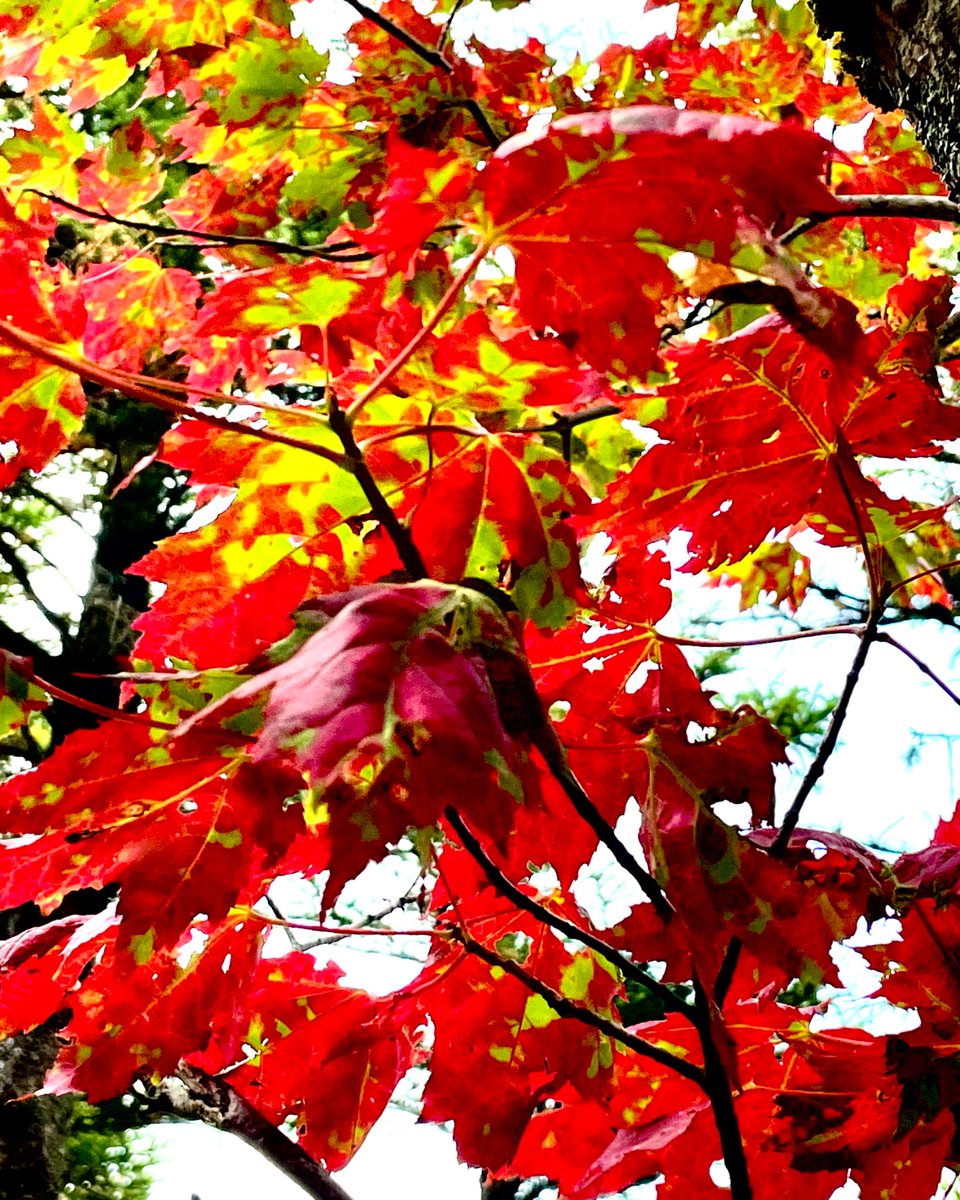 IamMiles_Walker's tweet photo. #NatureArt🎨 #HikingView
🍂🍁#FallColors 

#BacklitArt
Fall is coming… https://t.co/PdlxlIqQQN