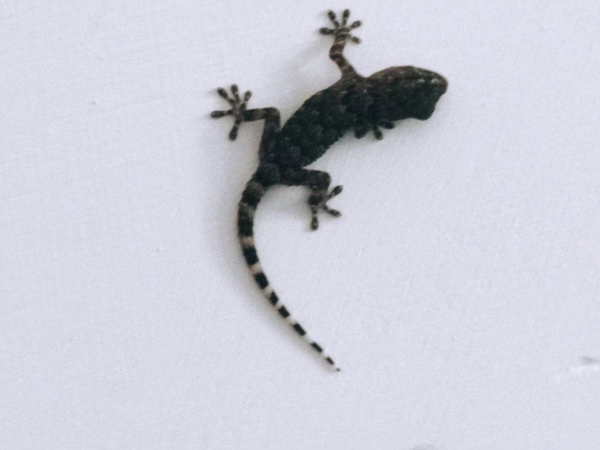 maponi's tweet photo. #gecko #figlio 1 sulle #scale
#macerata https://t.co/MsDtzaP2tU