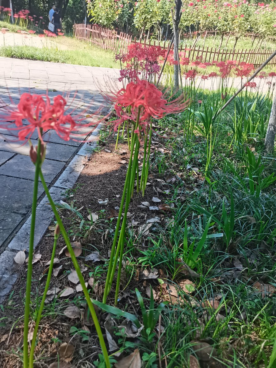 xiaoyue265's tweet photo. 知道这是什么花吗？只有花没有叶 https://t.co/xpHnz4yLMc