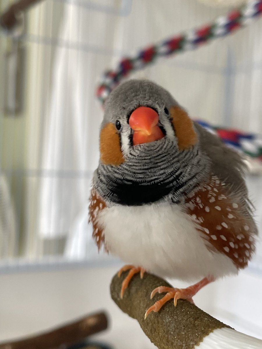 avian_aves's tweet photo. Beep fluffs up if I make “beak crunching” noises back at him 🐥💕 https://t.co/RK5hTLxfoN