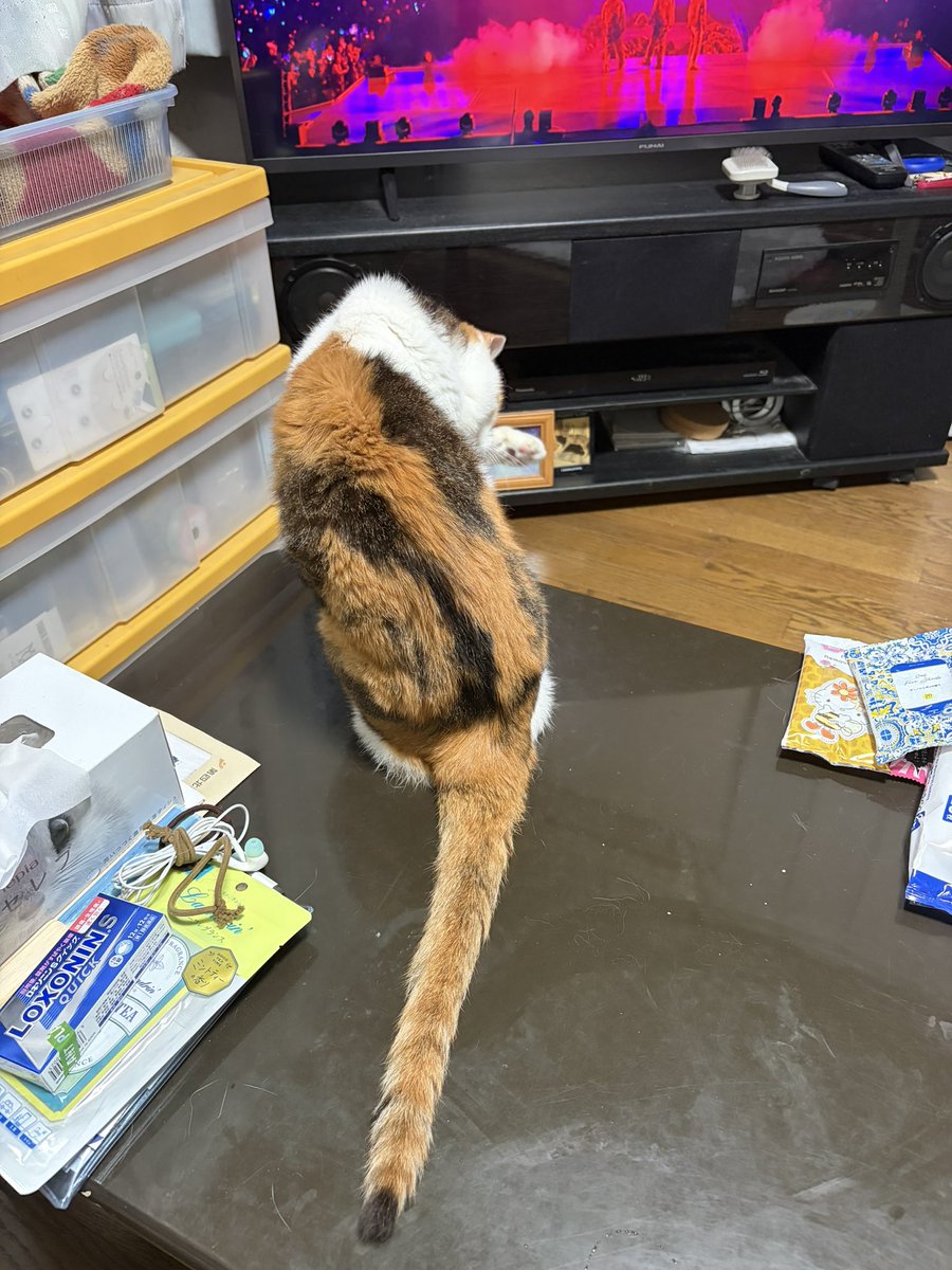 charusorami's tweet photo. うちのチャルさん🐱
めっちゃシッポが長いんですよ。
先っちょの黒がチャームポイントです💕
赤ちゃんの時は糸みたいな細さでした笑
15歳のおばあちゃん🐱
いつのまにか、私の歳を越してました😊 https://t.co/TnxKQLZvk3