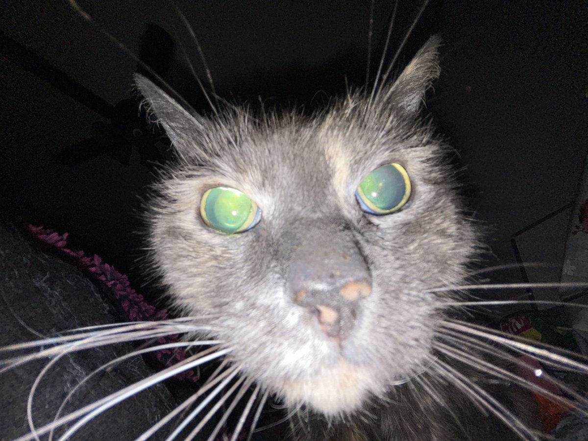 youngpretzel79's tweet photo. i just lost my beautiful little girl, millie. she was a 20 year old blind diluted tortoiseshelly kitty. rest in peace millie. i love you so much.

(8/12/22 - 9/2/26) https://t.co/UElvkFulhv