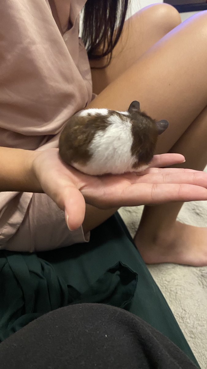 Sconx06's tweet photo. หนูหรือหมู https://t.co/6BgZXoUH3t