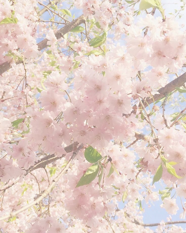 swt_flwr_'s tweet photo. ꩜ Flwr intro⠀!!   #edrtwt 𓂃˖ ࣪⊹
                  High sw - Mia
        She/they ⋆𐙚₊°⊹♡ infp

•i like anime/manga, kpop, rock, drawing and reading !

•not new to edrtwt, just failed recovery lol

                  #moothunt
 ♡︎/⟳ if u wanna be moots ₍ᐢ. .ᐢ₎ https://t.co/N9u9efwARY