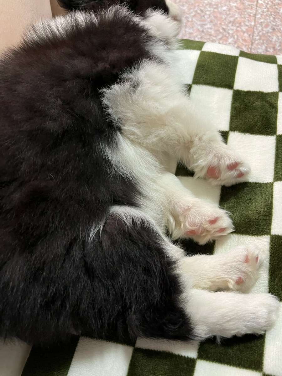 JasminePosolf's tweet photo. Mi pequeo peludo acaba de dar su primer paso sin ayuda  El crecimiento de las mascotas es una magia que cada día me llena de alegría!， https://t.co/2tl3d399zD