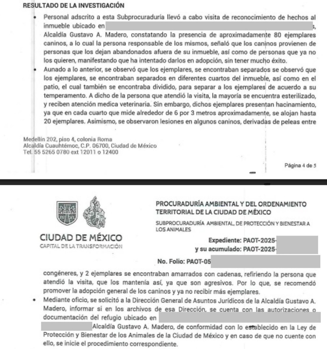 YoAmoaLaCiencia's tweet photo. 61 perros y dos adultas mayores necesitan ayuda urgente en Gustavo A. Madero: el gobierno de Brugada  los ignora   Desde hace más de dos años la PAOT tiene conocimiento de un refugio colapsado en la Alcaldía Gustavo A. Madero, se trata de dos hermanas mayores que tienen en su hogar 61 perros y que ya se encuentran en una situación crítica.  
Comenzaron ayudando perros, esterilizando y dándoles resguardo hasta que les encontraran una familia.

Pero, muchas personas les empezaron a abandonar animales fuera de su domicilio, lo que les llevó a superar rápidamente la cantidad de animales que podían manejar adecuadamente.   La PAOT recibió en julio del 2024 una denuncia de los vecinos por hacinamiento y por las condiciones en que se encuentran los animales, la procuraduría que aún estaba a cargo de Mariana Boy registró que había 80 perros y dió por concluida la investigación diciendo que todo estaba en orden.   Para enero del 2025, la PAOT recibió otra nueva denuncia en la que los mismos 80 animales ya eran descritos en condiciones de hacinamiento, presentaban lesiones y algunos se encontraban encadenados por ser agresivos con los demás.  ¿Qué hizo PAOT después de comprobar todo esto? Durante la gestión interina de Estela Guadalupe González Hernández, concluyó el expediente declarando encontrarse “imposibilitada material y legalmente” para continuar con la investigación.  Y le aventó la responsabilidad a la Alcaldía Gustavo A. Madero, pero el gobierno de Janecarlo Lozano no ha realizado ni una sola visita a este domicilio.   Ahora solo quedan 61 animales.

La PAOT ya con Mónica Alegre González, a pesar de que están pidiendo ayuda para atender animales enfermos y para el manejo de los agresivos, solo les indicó que le manden fotos por mensaje, ya ni siquiera va personal a revisarlos. 

Se requiere atención urgente. 

Más de 10 perros necesitan atención veterinaria de manera prioritaria, las condiciones tanto del resto de los animales como de estas dos personas ya están al límite.   El gobierno de Clara Brugada debe de hacer una intervención integral, tanto para los animales como para estas dos hermanas, no basta con que la PAOT de otra visita e informe que están en malas condiciones. 

Ana Villagrán, al frente de la Agencia de Atención Animal, está facultada para coordinar un operativo con otras dependencias y con la alcaldía Gustavo A. Madero, veamos sí es real su “ trabajo en territorio” o solo lo hace en la Alcaldía Cuauhtémoc en donde tiene interés personal.   Se requiere la atención veterinaria de todos los animales y el traslado inmediato de todos los enfermos y lesionados.

Solo que ayudar a los perros y dejar solas a las personas sería atender solamente una parte del problema.

La Secretaría de Bienestar e Igualdad Social, encabezada por Pablo Yanes, debe intervenir con personal de trabajo social para que conozca el caso, evalúe sus necesidades económicas, familiares y sociales, determine a qué programas y servicios pueden acceder y las acompañe durante el proceso.

Este caso debería ser un ejemplo de lo que significa el programa Casa por Casa de Brugada, aquí hay una situación que necesita atención en todos los aspectos.

Veamos qué dependencias realmente están dispuestas a trabajar y quienes van a poner pretextos.   ¿O qué, Brugada no va intervenir porque no hay intereses inmobiliarios de por medio?