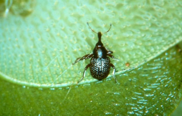 CaddoLakeInst's tweet photo. Some of the smallest creatures at Caddo Lake are doing some of the biggest work. We have partnered w/ @Caddobiocontrolalliance  who are using natural predators to combat this invasive plant - The Salvinia Weevil, a tiny insect doing a very big job 🌿.
#CaddoLake #InvasiveSpecies https://t.co/hpRgVgOyaB