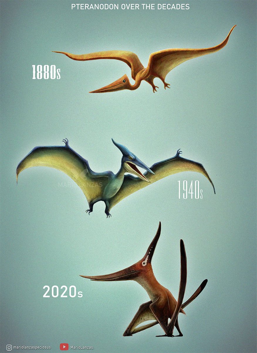 mariolanzas5's tweet photo. PTERANODON, from the video: https://t.co/q5yu8AKQ5d on how our perception of prehistoric animals evolved over the decades ⌛ More examples there ⏳   #pteranodon #pterosaur #paleoart #paleontology https://t.co/oczoeMnepb