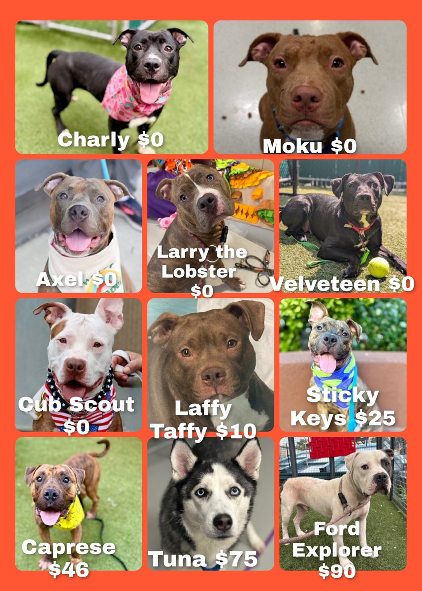 MorgFairsdogs's tweet photo. 🚨🚨Low Pledges🚨🚨

These 11 dogs, listed TBK 9/3, have pledges under $100, 6 of them have $0
They could get kill commands tomorrow 

Please help us save them!
#Pledge4Rescue #foster #adopt https://t.co/bTtHTPcmRD