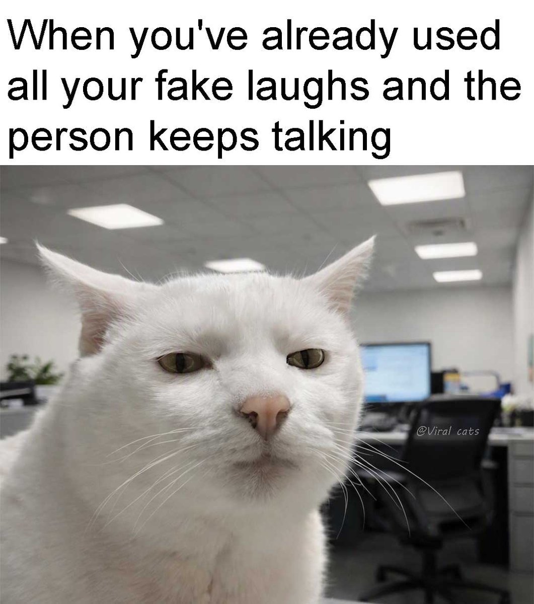 _ViralCats_'s tweet photo. Perceive me no further. 😑 https://t.co/S9QpIkUSyP