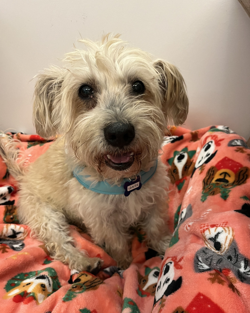 Muttville's tweet photo. Chaise is a real lounger

Chaise | Male | 12 years old | 17 lbs https://t.co/7P4nlcxQpy