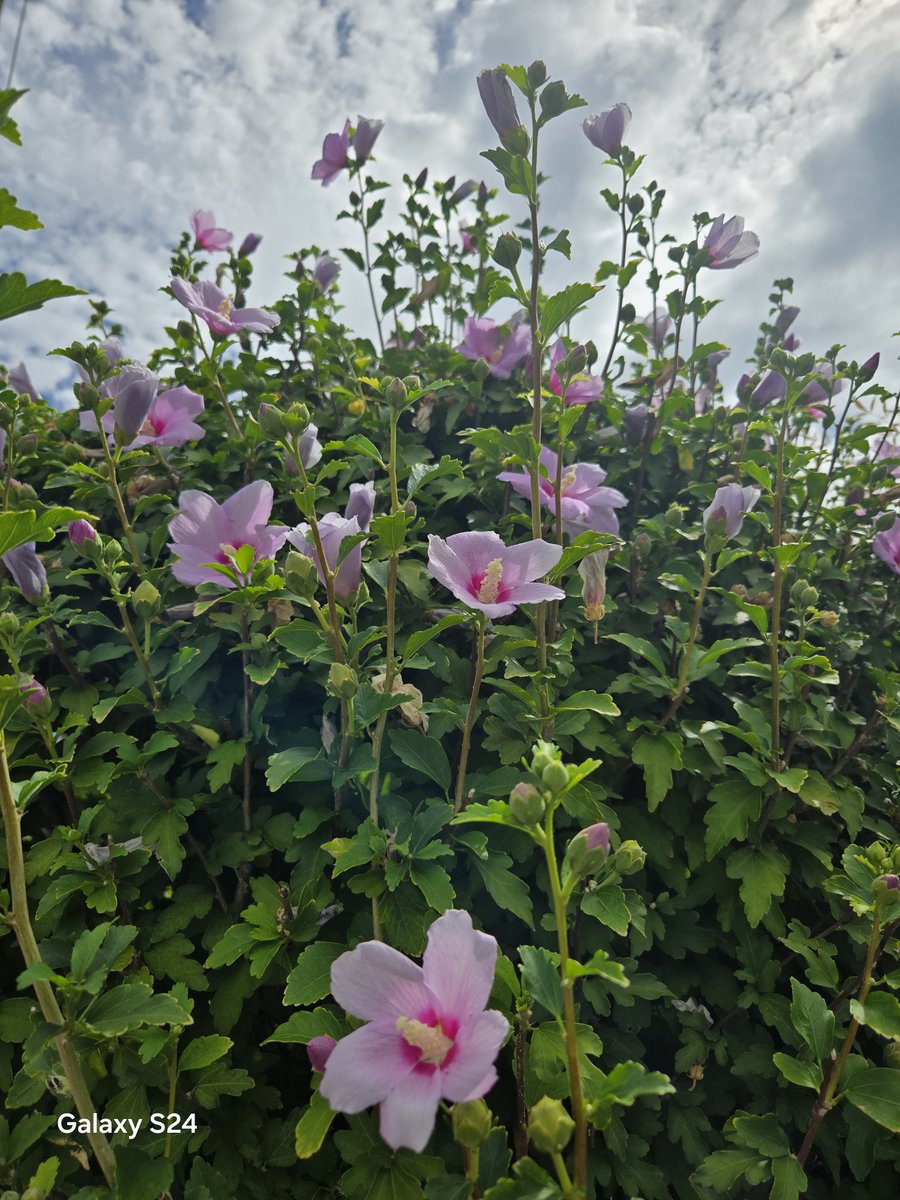yanaliar's tweet photo. 『健康』
健康って
本当に素敵で
凄い事なんだと感じた
昨日の手話講座

受講生22名のうち
約8割の人が
交通事故や
何らかの病気で
入院の経験を持っていた

大きな病気もせず
事故にもあわず
私は今
健康で頑張れている事に
ただただ感謝です

#詩
#TLを花でいっぱいにしよう
おはようございます🌺 https://t.co/1cdtGOWkBe