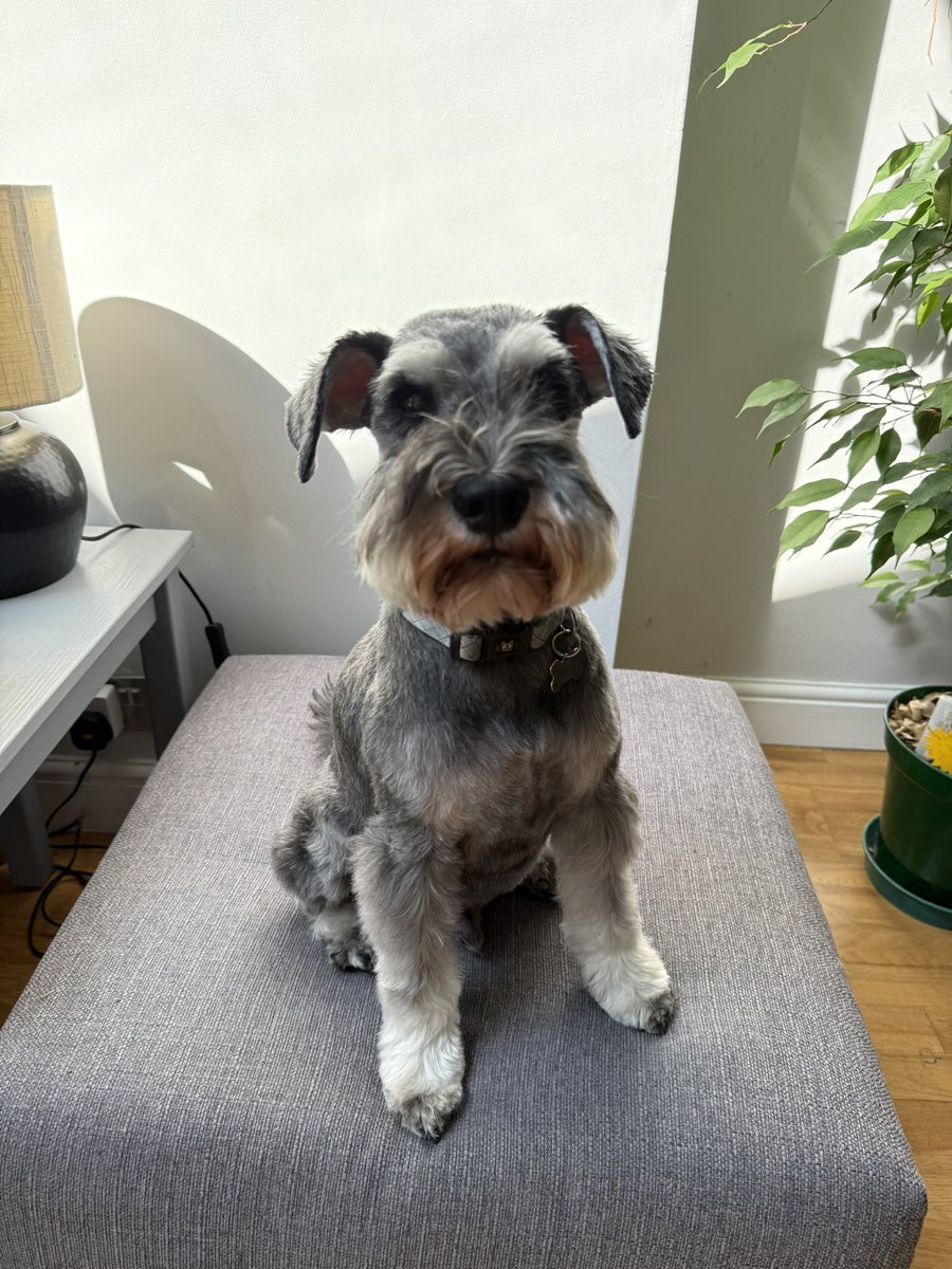 SchnauzerRalph's tweet photo. Schnewsflash

It’s my woofday today. I iz 8 years old !!!

End of Schnewsflash! https://t.co/HSOjV4CXWK