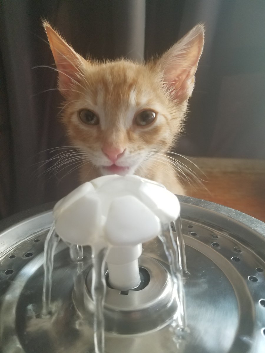 TerryLD367's tweet photo. @BeccaDevens I found my crazy ginger boy just shy of 3 years ago.  The CDS delivers exactly what you need in your life. 🧡 https://t.co/ev0Qz4Ke9Z