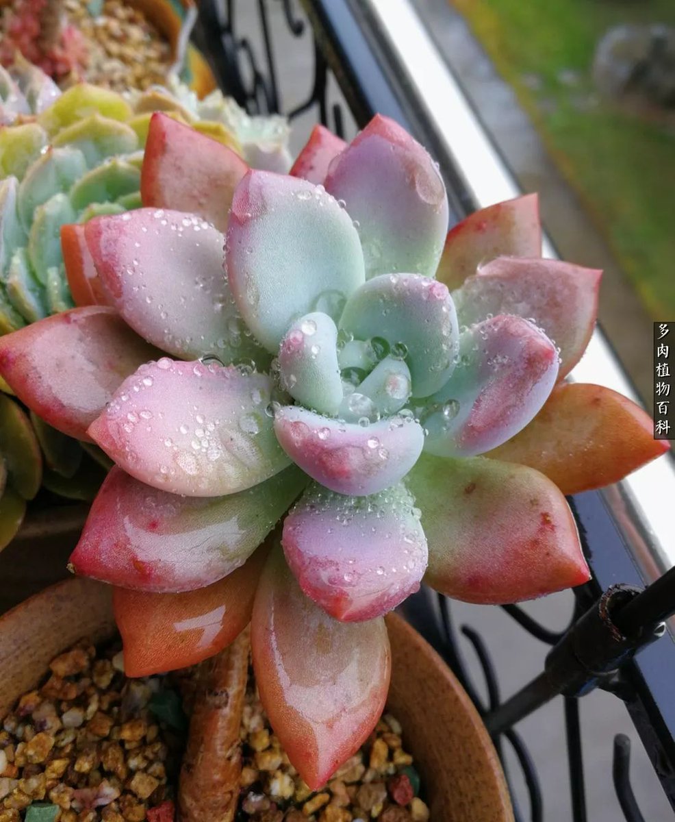 chenailin16's tweet photo. Just finished a cute handmade paper succulent! No water needed, it’s the perfect low-effort decor for my tiny desk https://t.co/WaAwHps0uQ