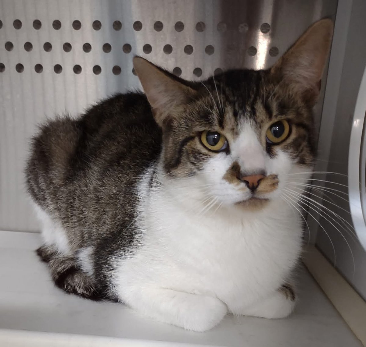SPCAofTC's tweet photo. This fellow was found on Heisey Road in Danby.  Is he yours, or do you know where he belongs?  If so,, please call 607-257-1822 ext. 237.  REF# 39688 https://t.co/v3mwita7XZ
