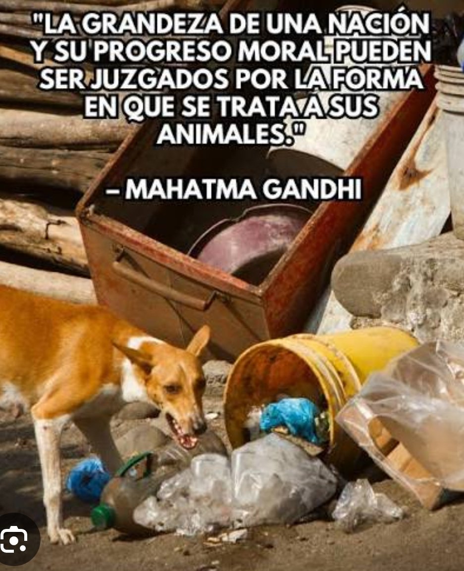 Isadora1011's tweet photo. @lafm @AlcaldiaIpiales actúe, es aberrante lo que sucede con los animales https://t.co/7hYoGBfCss