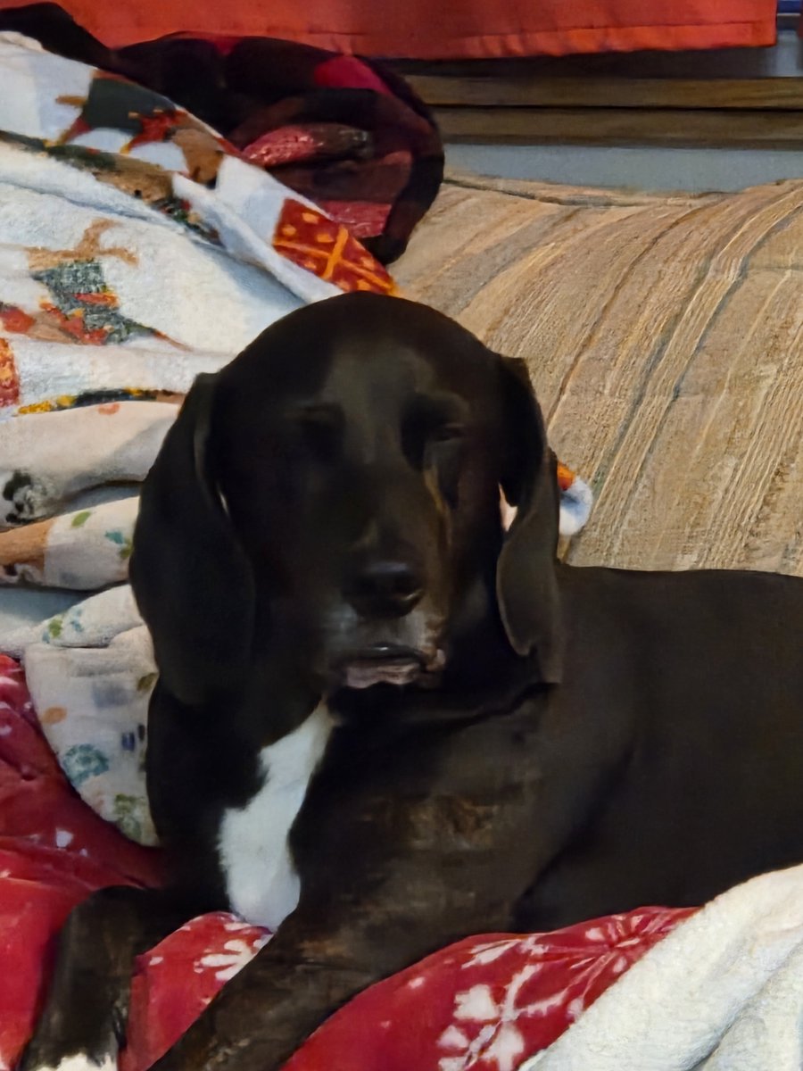 Justinpnn65's tweet photo. My boy was on the STRUGGLE bus last night trying to stay awake with me¡¡
#dog #dogs #plotthound #treeingwalkercoonhound #coonhound https://t.co/DN0tq7fwnB