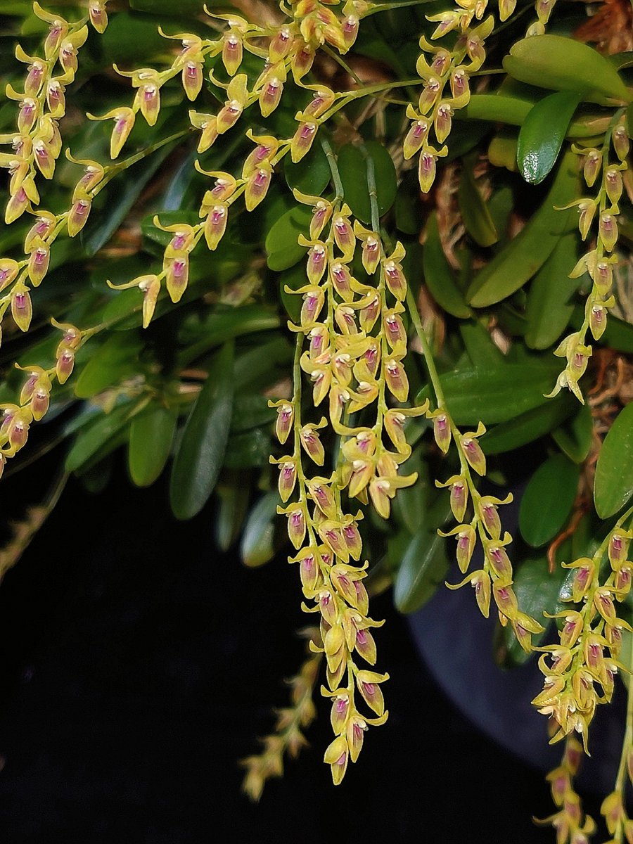 UK_Boothby's tweet photo. Specklinia gracillima (Lindl.) Pridgeon & https://t.co/oz5bhu6G3z native to the cloud forests of Columbia and Ecuador. 168 inflorescences this time, only flowering after the UK heatwave temperatures relented #Orchidaceae https://t.co/YGd5YlENrD