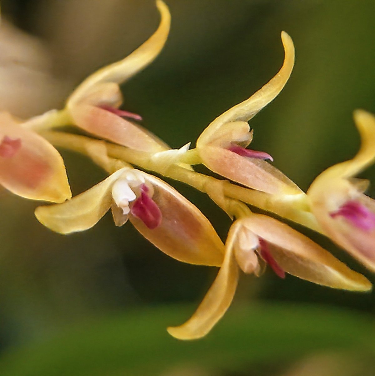 UK_Boothby's tweet photo. Specklinia gracillima (Lindl.) Pridgeon & https://t.co/oz5bhu6G3z native to the cloud forests of Columbia and Ecuador. 168 inflorescences this time, only flowering after the UK heatwave temperatures relented #Orchidaceae https://t.co/YGd5YlENrD